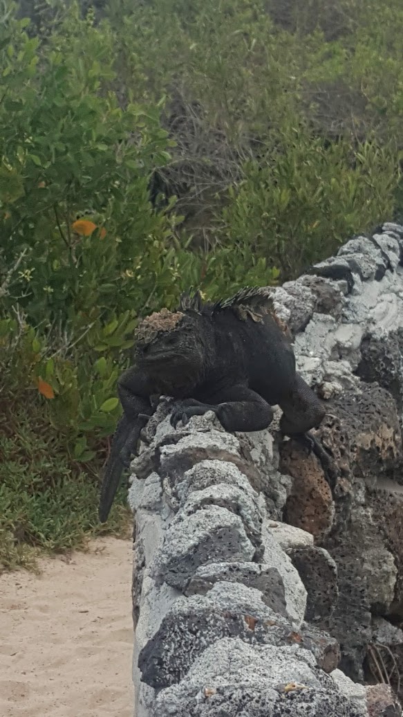 Galapagos Aqautic Iguana