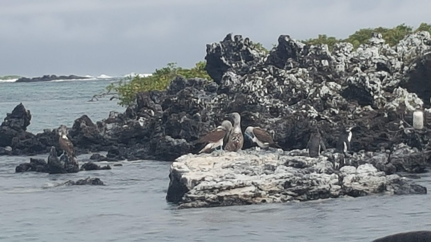 Galapagos Blue Footed Boobies